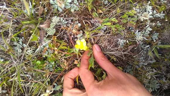 Image of Anemonastrum narcissiflorum subsp. chrysanthum (Ulbr.) Raus