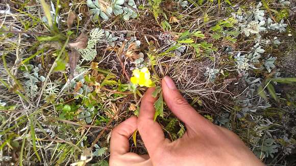 Plancia ëd Anemonastrum narcissiflorum subsp. chrysanthum (Ulbr.) Raus