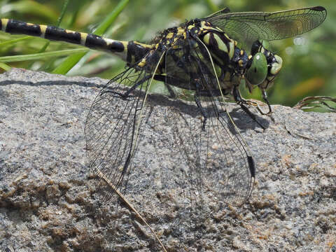 Image of <i>Onychogomphus <i>forcipatus</i></i> forcipatus