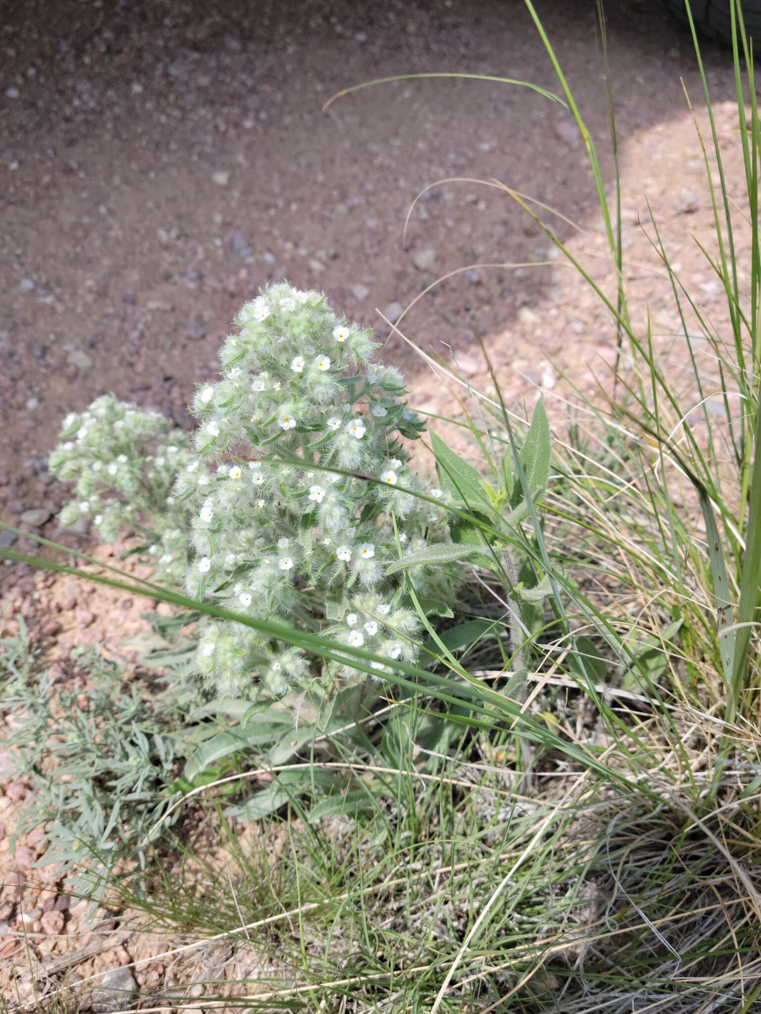 Image de Oreocarya thyrsiflora Greene