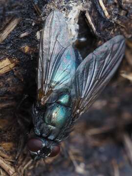 Image of Eudasyphora zimini (Hennig 1963)