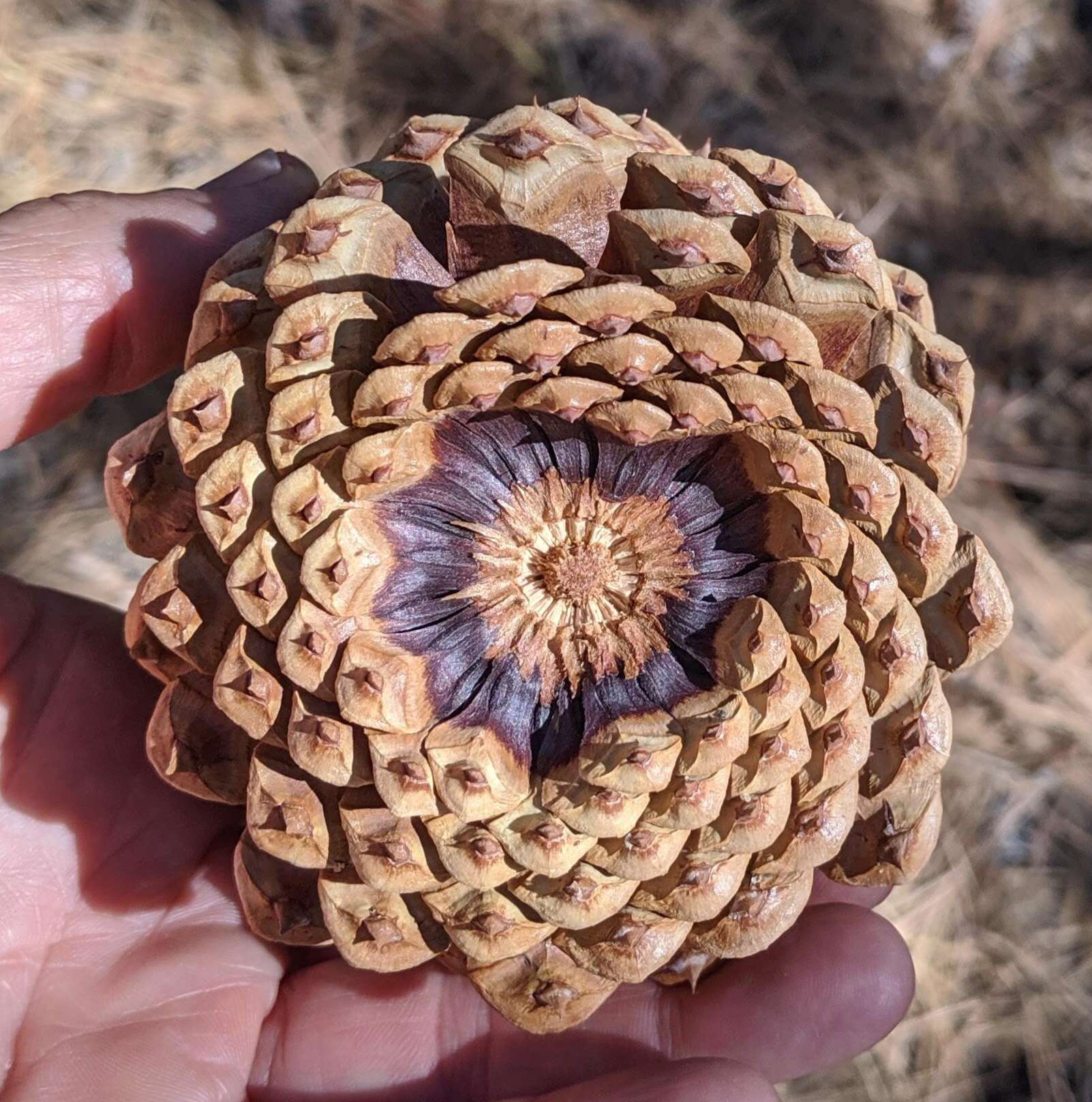 Image of ponderosa pine