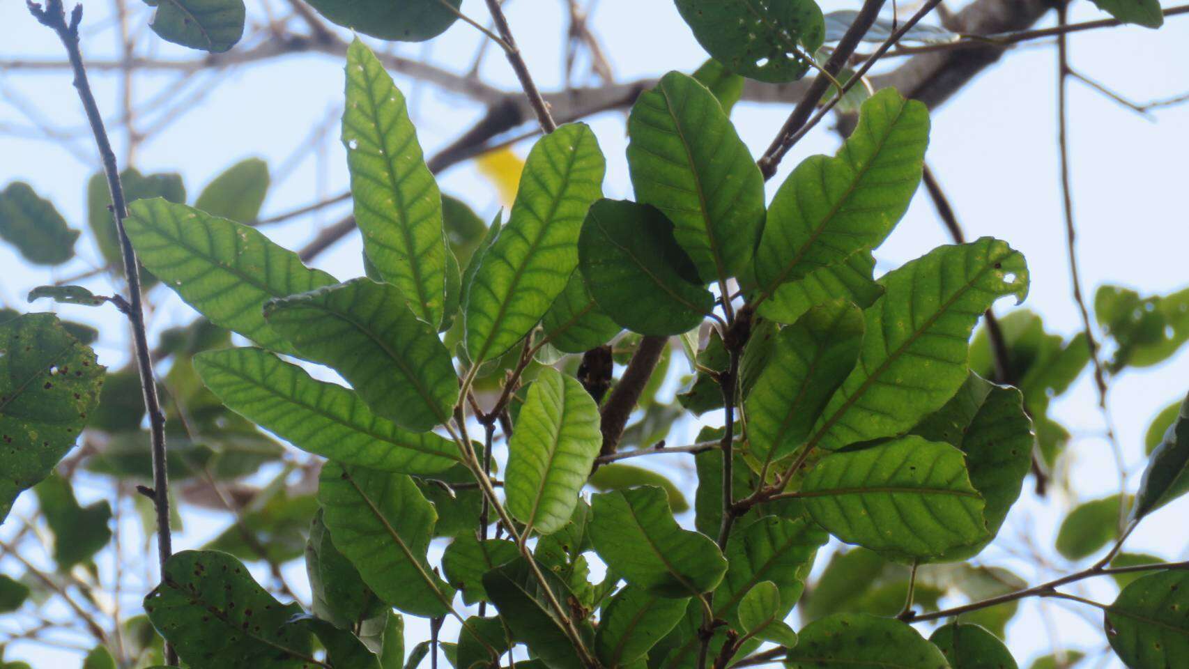 صورة Quercus spinosa subsp. miyabei (Hayata) A. Camus