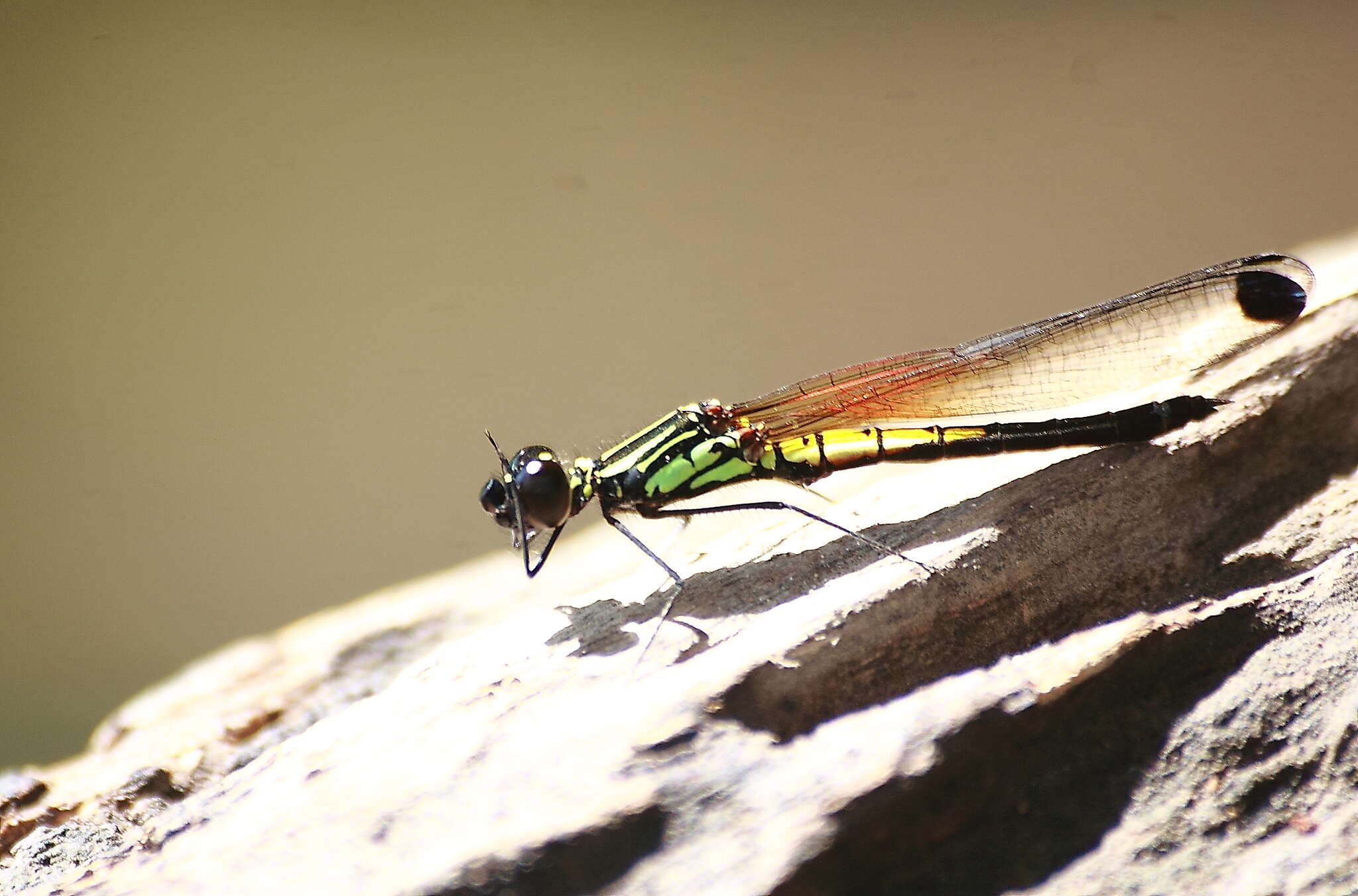 Image of Libellago lineata (Burmeister 1839)