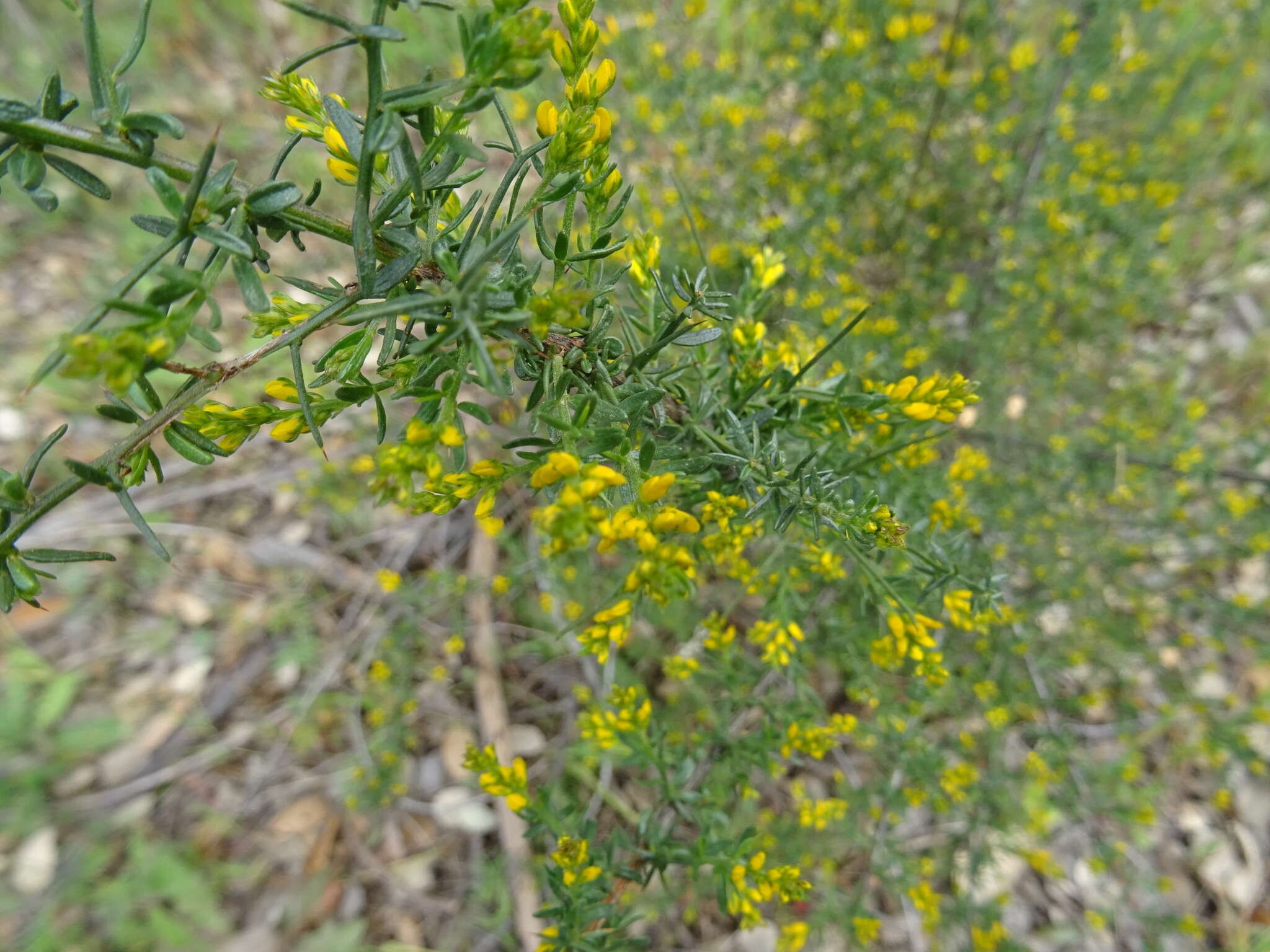 Image of Genista triacanthos Brot.