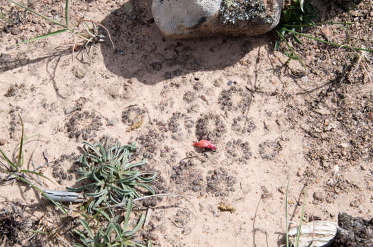 Image of Rebutia cardenasiana (R. Vásquez) G. Navarro