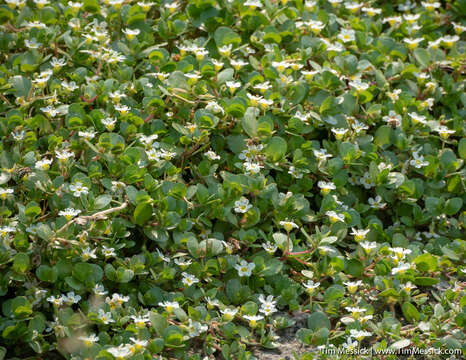 Image of Gila River Water-Hyssop