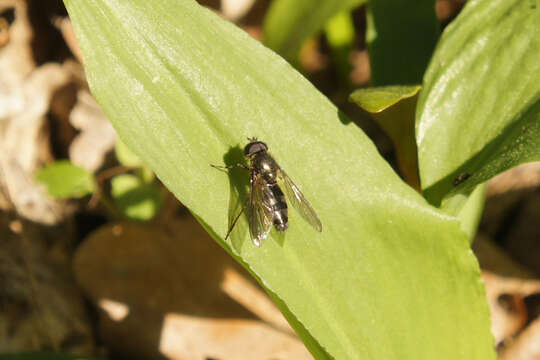 صورة Cheilosia fasciata (Schiner & Egger 1853)