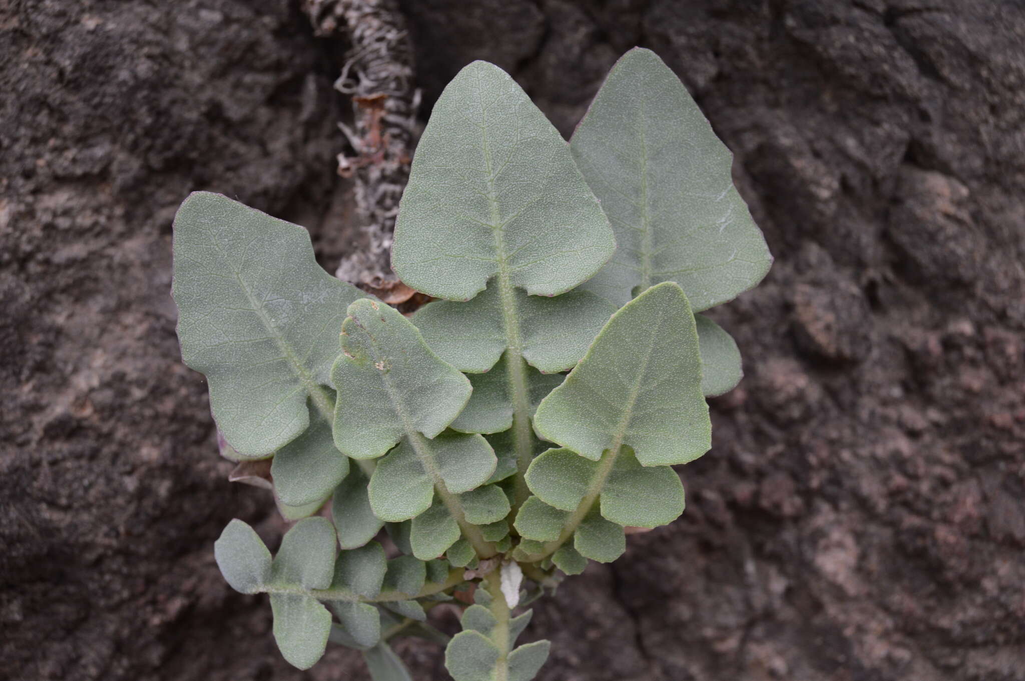 Image of Sonchus radicatus Ait.