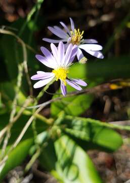 Image of scaleleaf aster