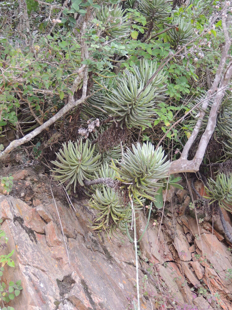 Image of Caputia pyramidata (DC.) B. Nord. & Pelser