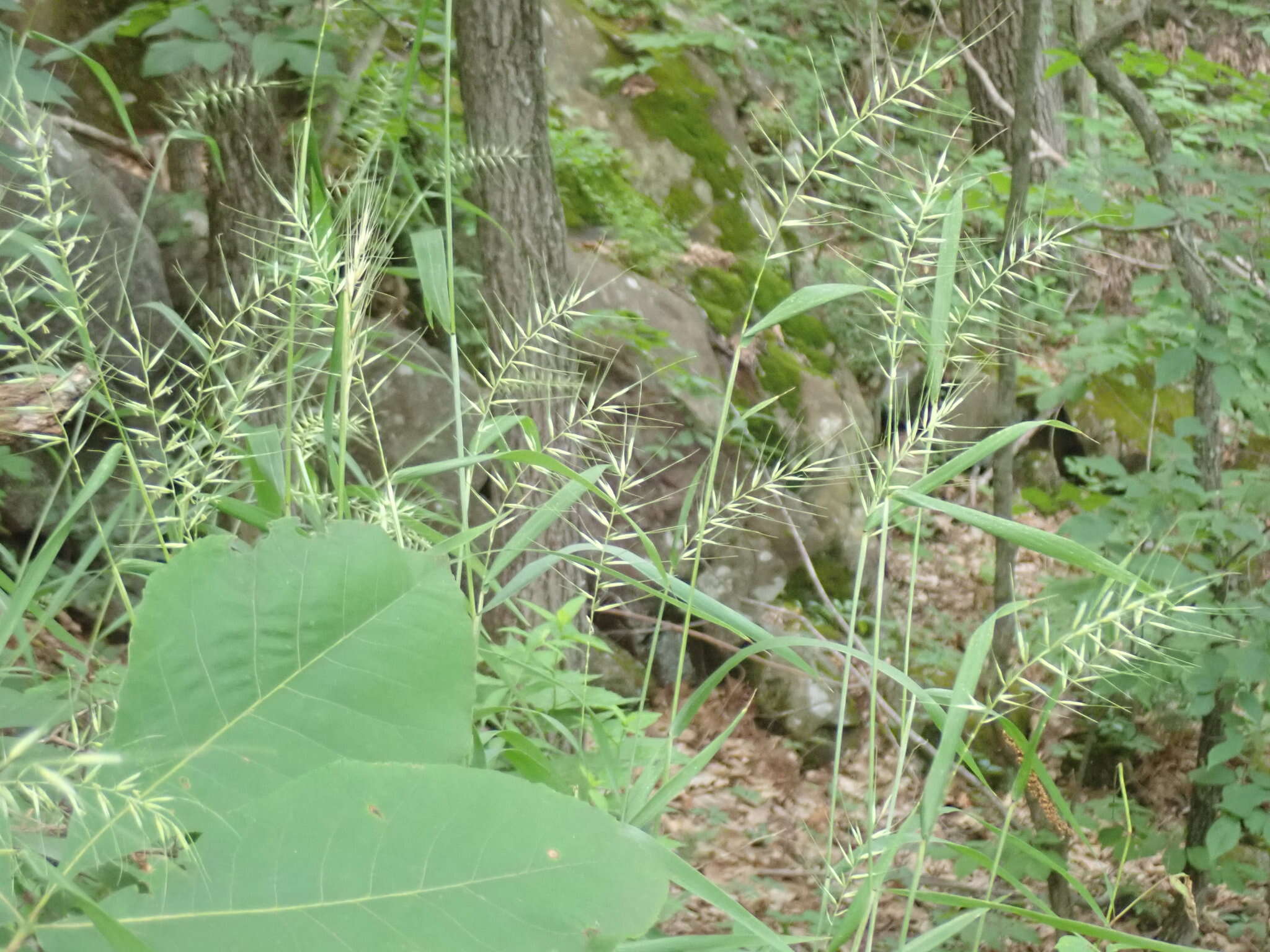 Imagem de Elymus hystrix var. hystrix