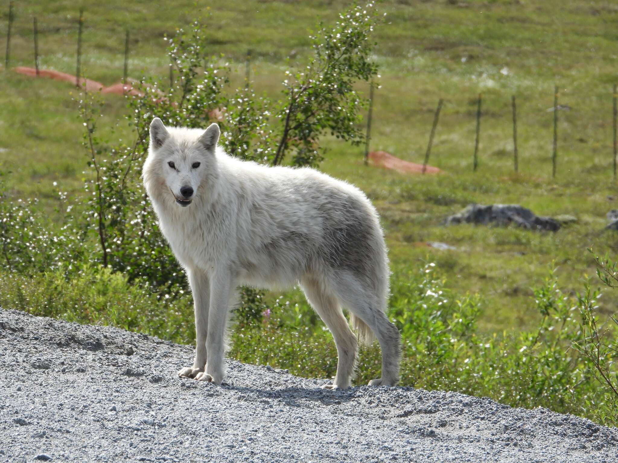 Image of Arctic wolf