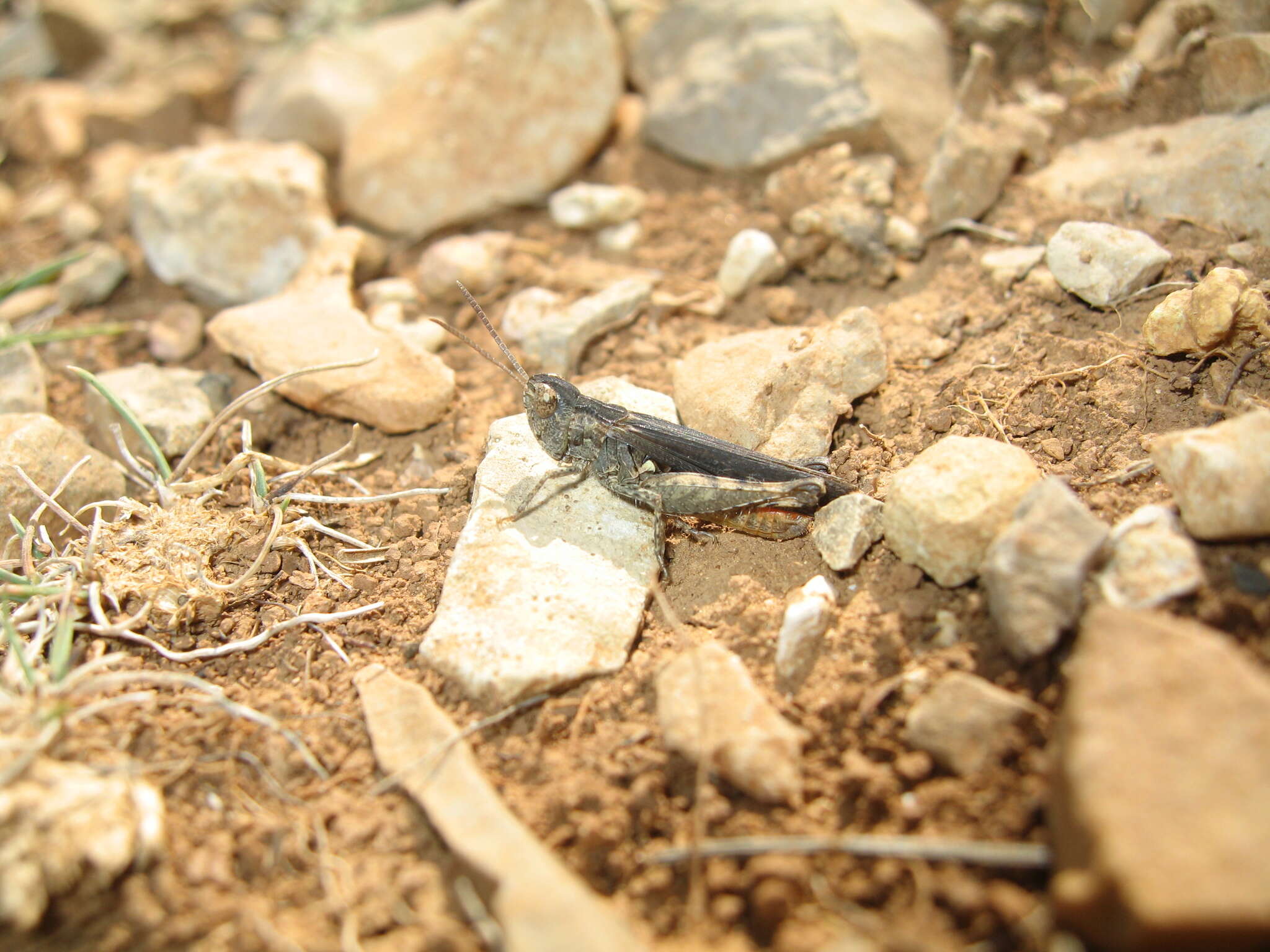 Image of Omocestus (Omocestus) raymondi (Yersin 1863)