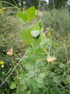 Image of tawny pea