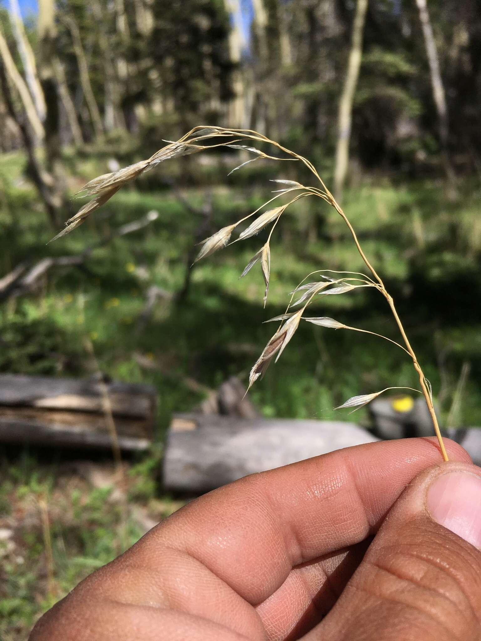 Imagem de Bromus ciliatus L.