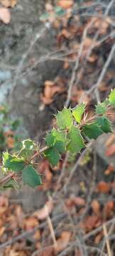 Image of Berberis actinacantha Mart. ex Schult. fil.