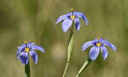 Image of bigroot blue-eyed grass