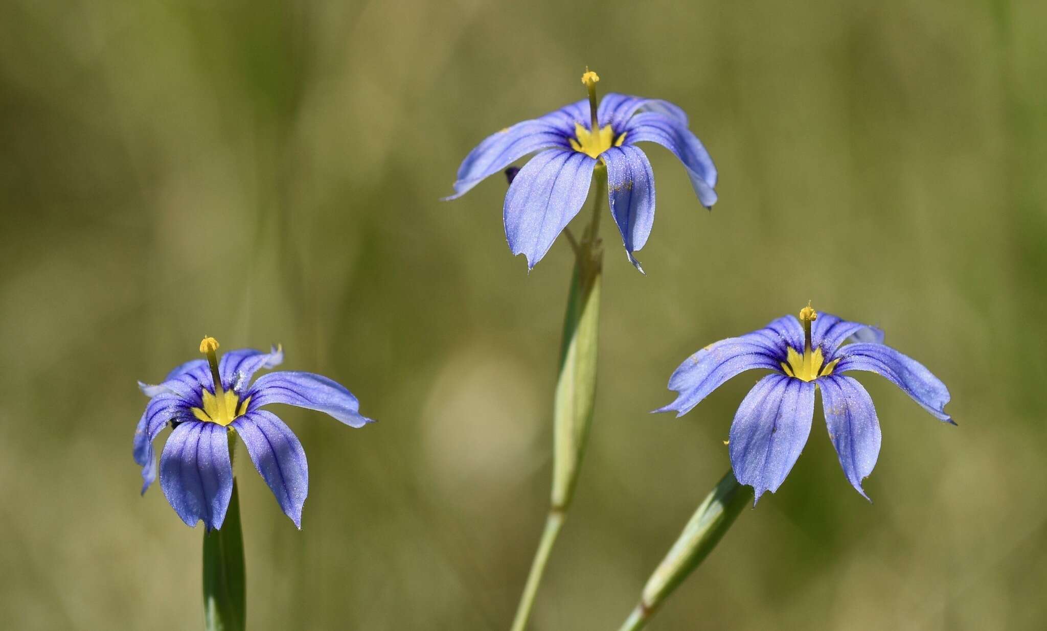 Imagem de Sisyrinchium radicatum E. P. Bicknell