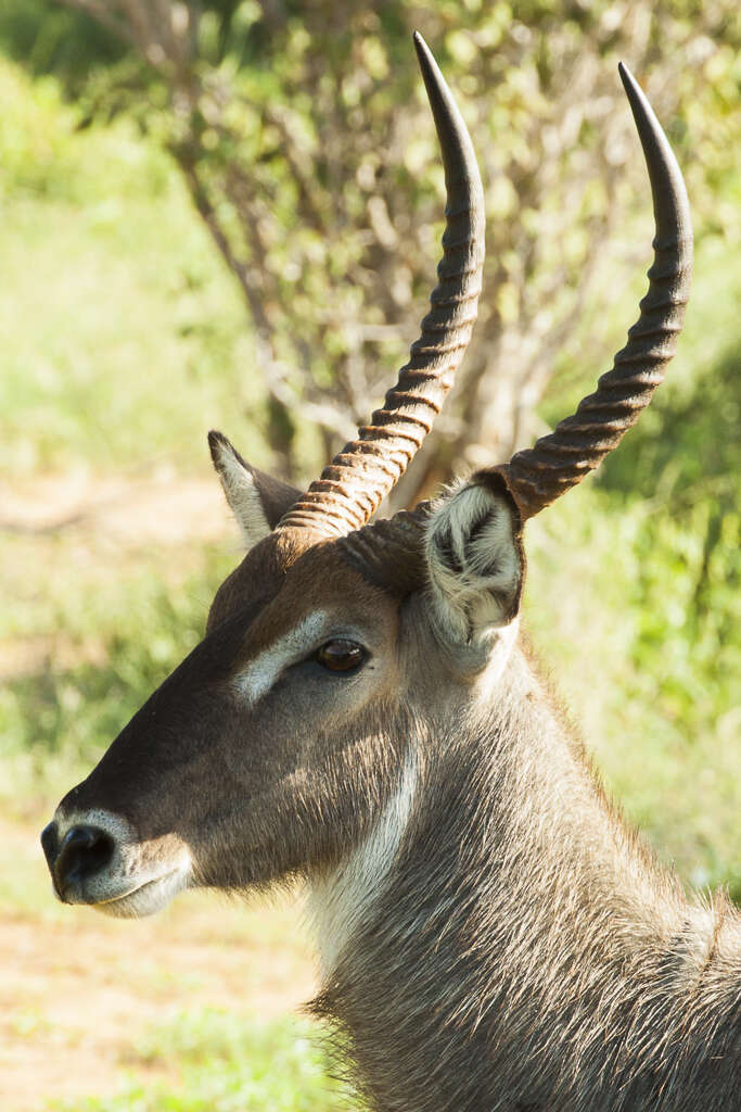 Image of Reduncinae