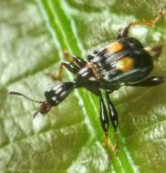 Image of Centrocorynus biguttatus Voss 1929