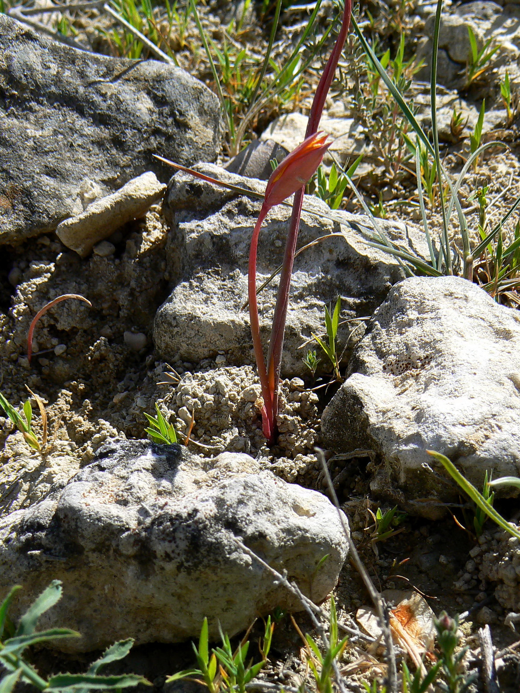 Tulipa sylvestris (rights holder: Jos Mara Escolano)