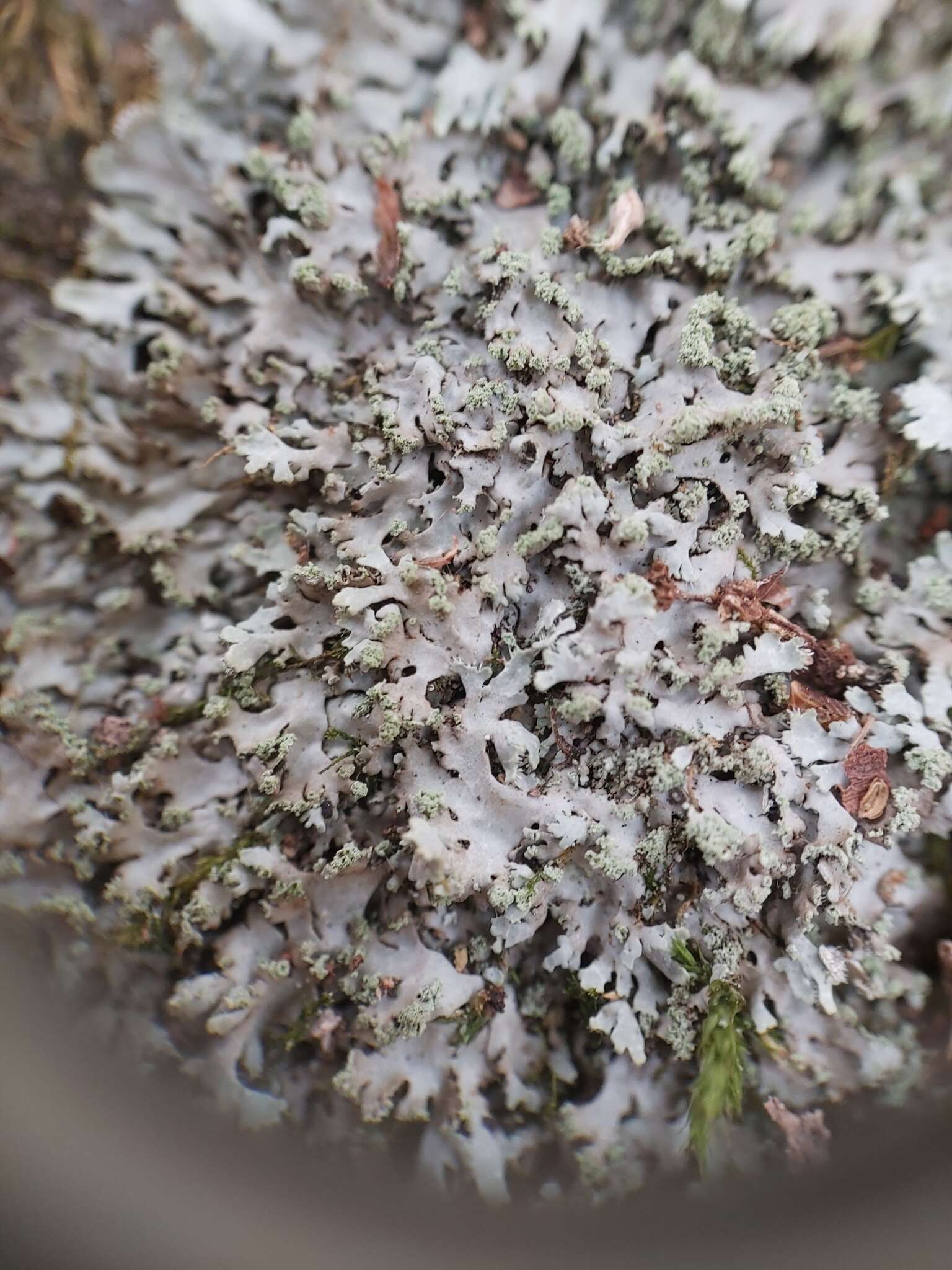 Image of wreath lichen