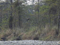 Image of Band-tailed Fish-eagle