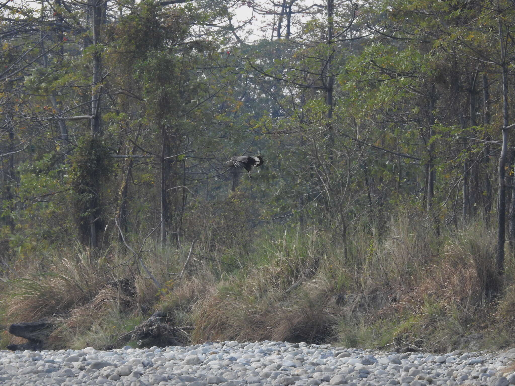 Image of Band-tailed Fish-eagle