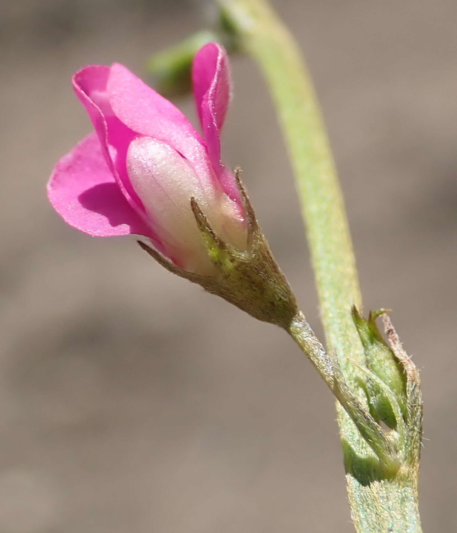 Image of <i>Tephrosia capensis</i> var. <i>angustifolia</i> E. Mey.