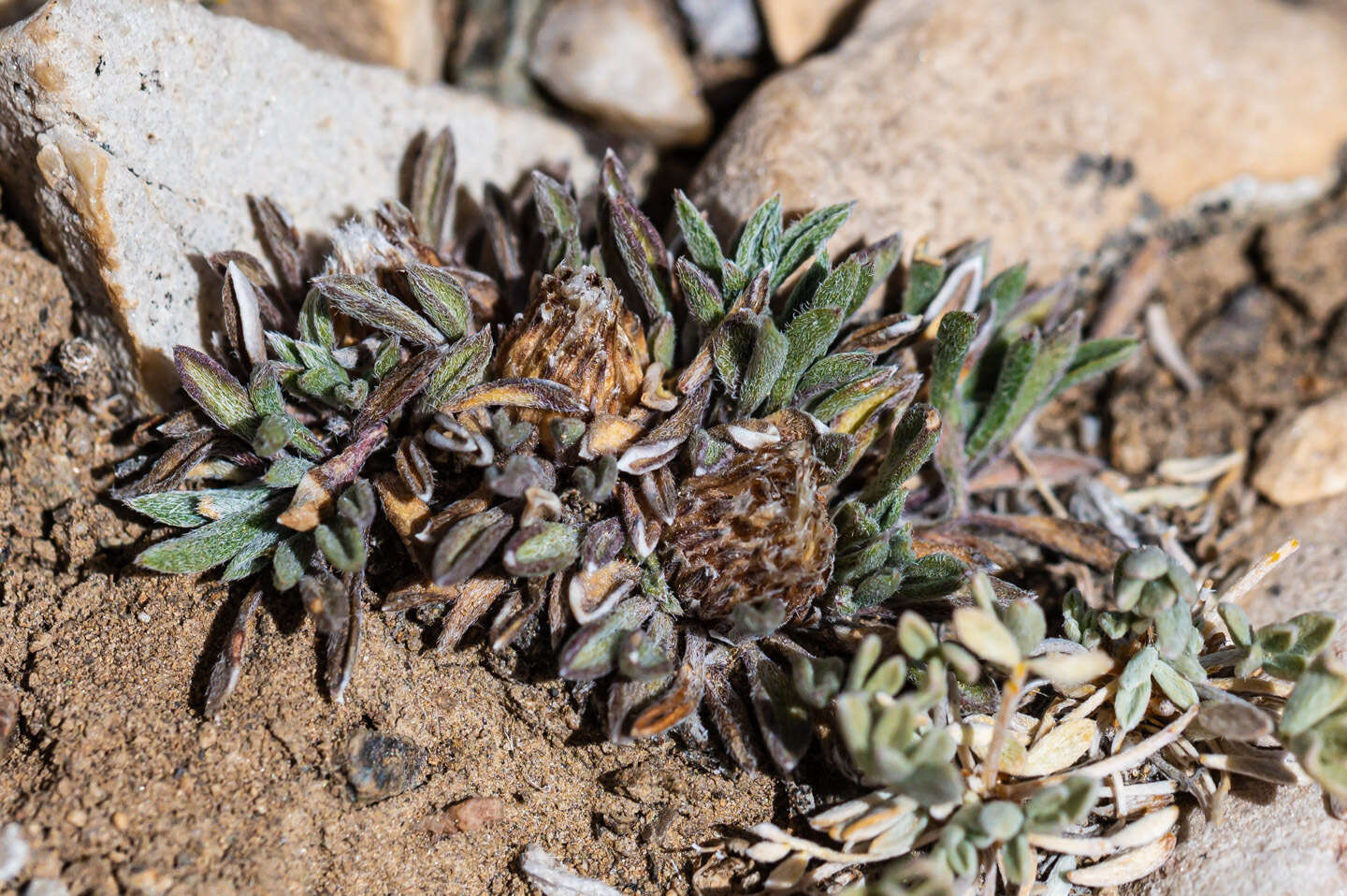 Image of common Townsend daisy