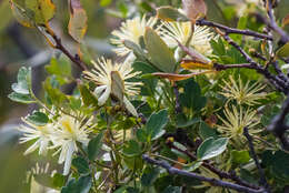 Imagem de Clematis pauciflora Nutt. ex Torr. & Gray