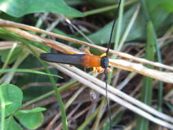 Image of Oberea hebescens Bates 1873