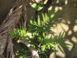 Sivun Pteris minor (Hieron.) Y. S. Chao kuva