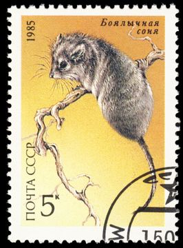 Image of thick-tailed pygmy jerboa