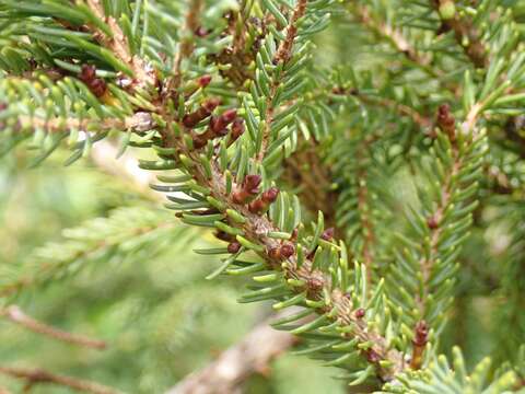 Image of eastern dwarf mistletoe