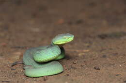 Image of Nepal pitviper