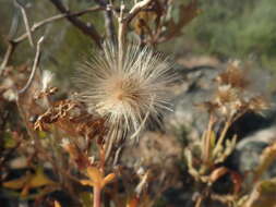 Image of Othonna quercifolia DC.