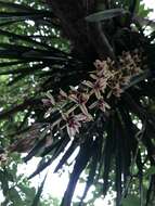 Imagem de Cymbidium aloifolium (L.) Sw.