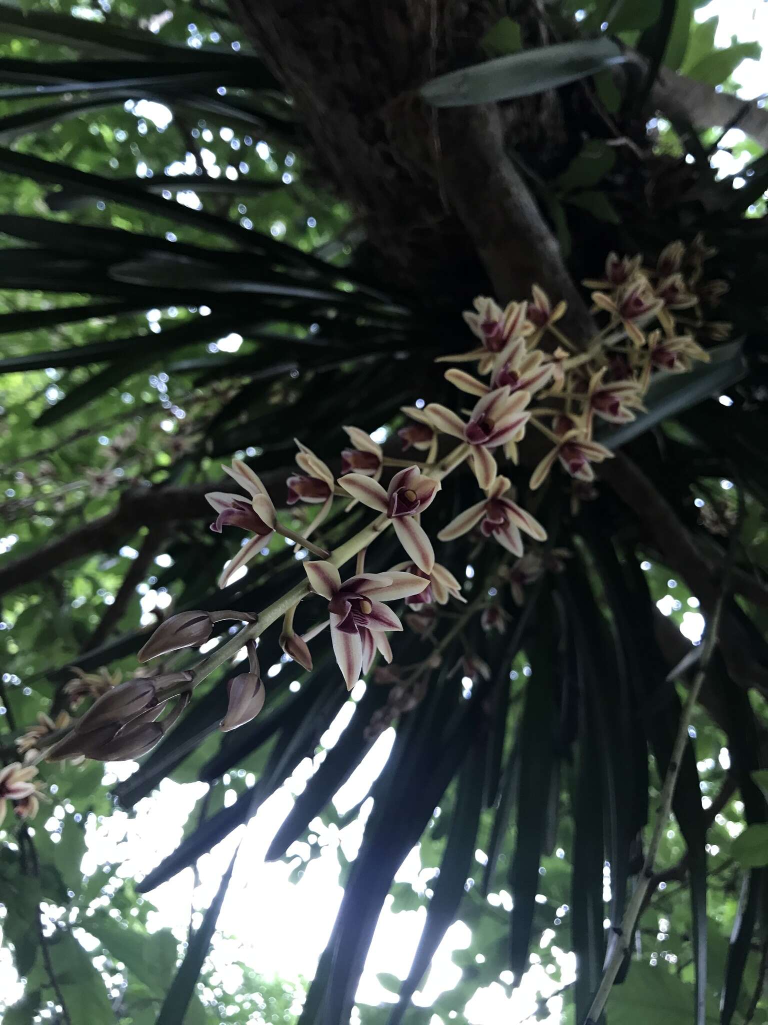 Imagem de Cymbidium aloifolium (L.) Sw.