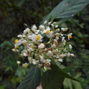 Image of Begonia peruviana A. DC.