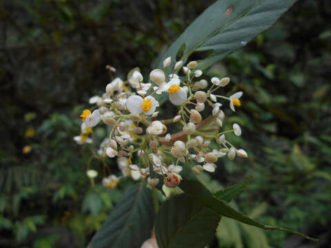 Image of Begonia peruviana A. DC.