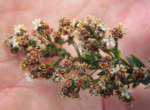 Image of Brunia cordata (Burm. fil.) Class.-Bockh. & E. G. H. Oliv.