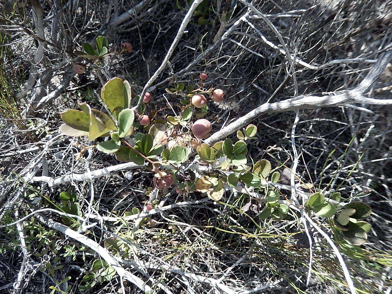 Image of Putterlickia pyracantha (L.) Szyszylowicz