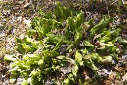 Sivun Sarracenia purpurea var. montana D. E. Schnell & R. O. Determann kuva