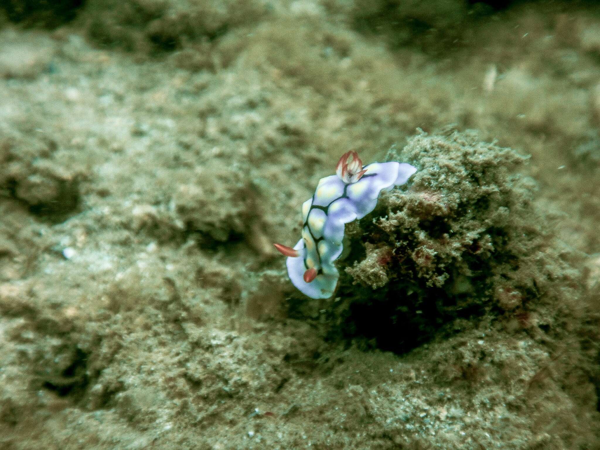 Слика од Goniobranchus conchyliatus (Yonow 1984)