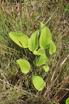 Слика од Ophioglossum reticulatum L.