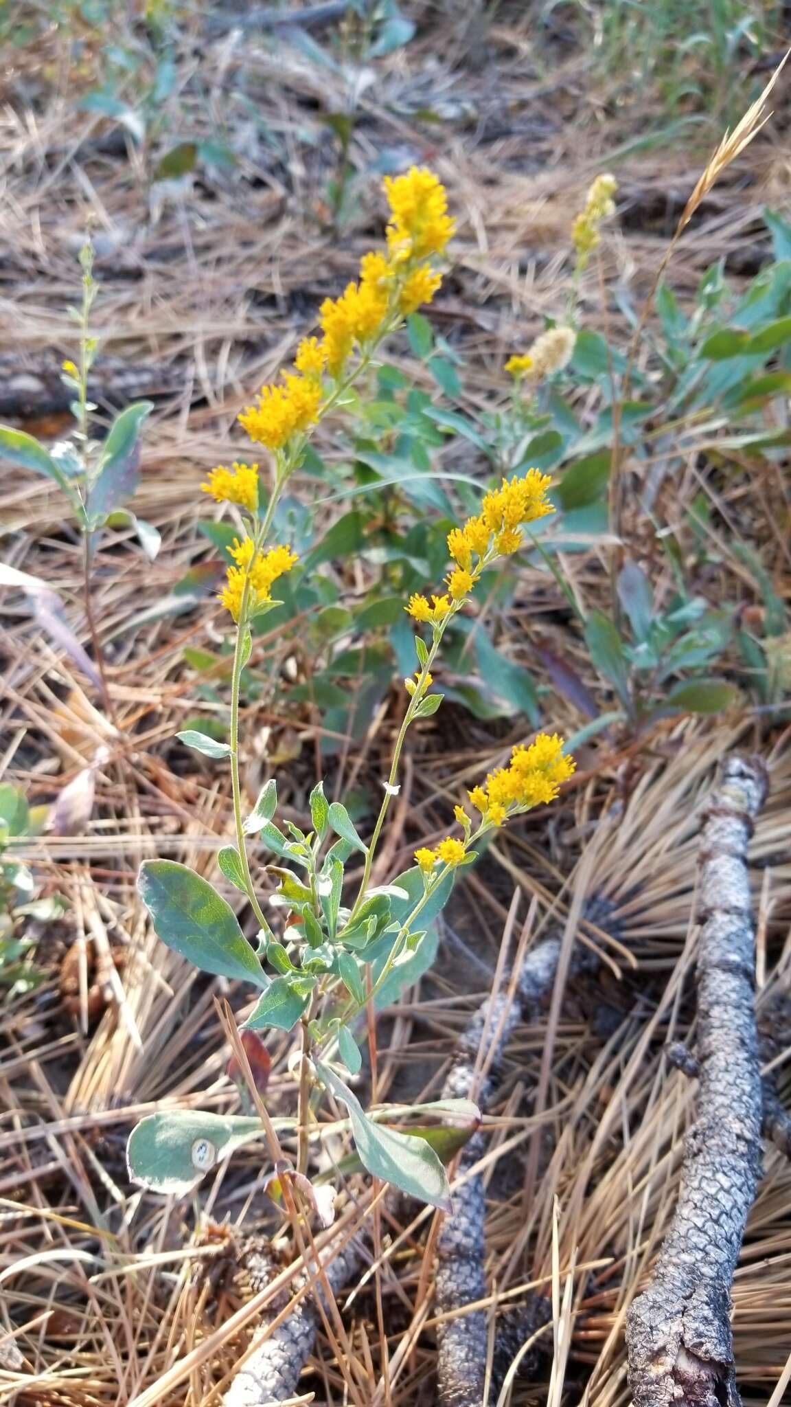 Image of California goldenrod