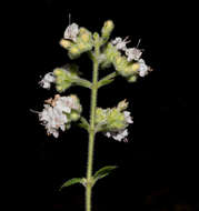 Mesosphaerum urticoides (Kunth) Kuntze的圖片