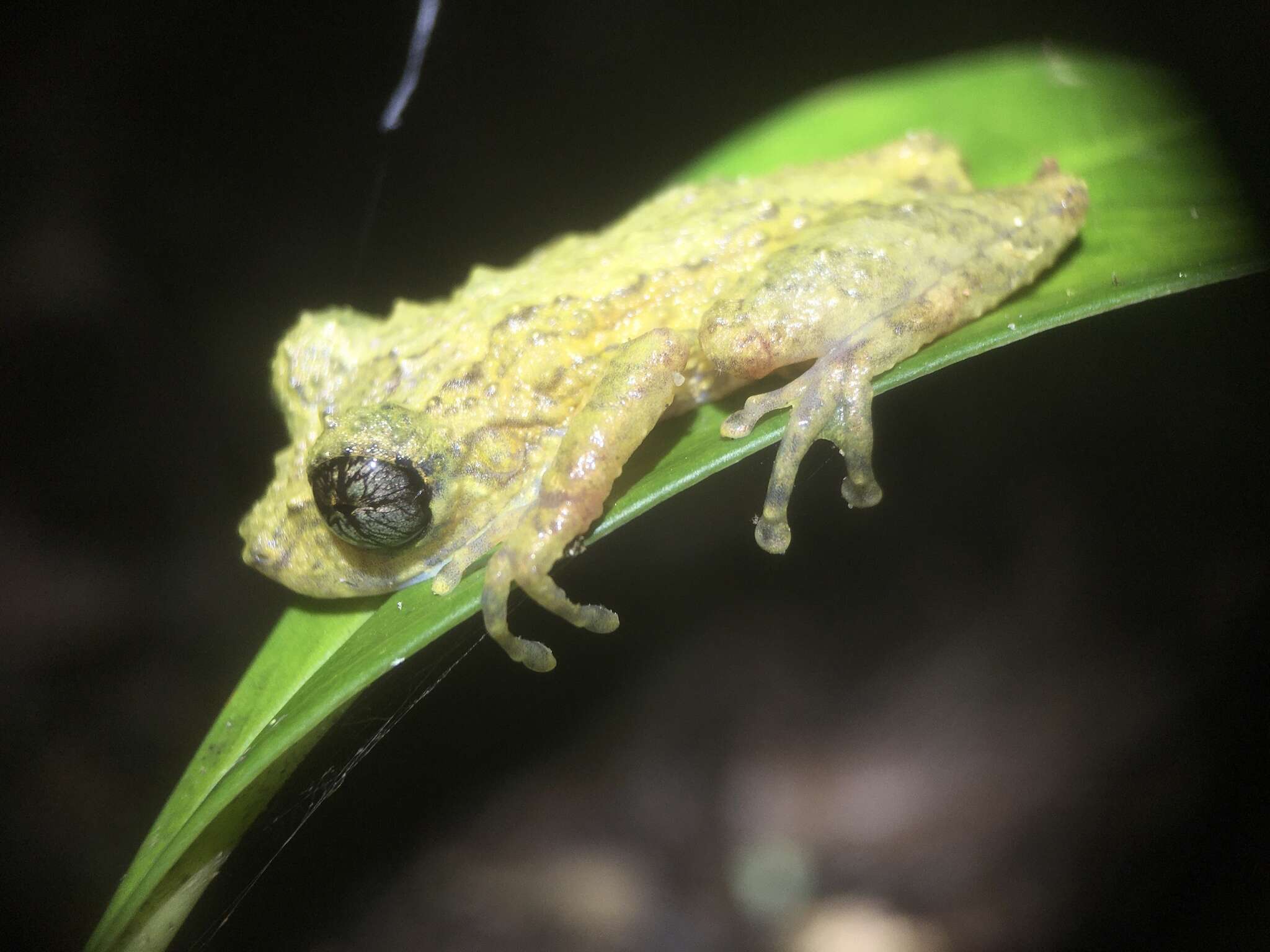 Image de Ololygon muriciensis (Cruz, Nunes & Lima 2011)